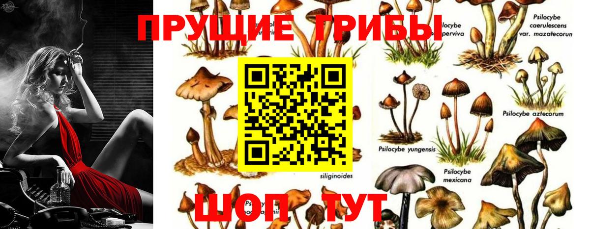 Псилоцибиновые грибы GOLDEN TEACHER  Великий Устюг 